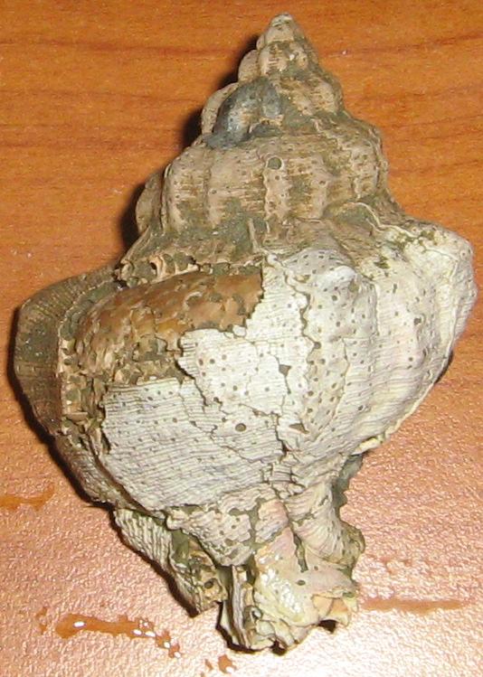 lavaggio e restauro dei ritrovamenti di oggi